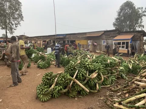 Image of a market with banana bunches on display and buyers and sellers negotiating in the background