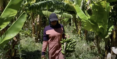 Image of a female worker in a banana farm