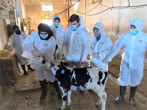 A group of vets giving a cow calf a drink in a dairy farm